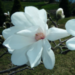 magnoliablossom