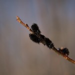 A pussy willow twig with black catkins