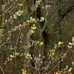 A pussy willow with yellow catkins, showing the dense twiggy habit of this shrub