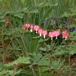 The bleeding heart is named after the heart-shaped flower. The red form is the original type