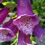 The foxglove's flower tubes are spotted as a signal to the bumble bee