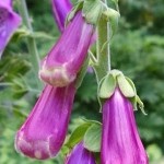 Perhaps the shape of the bud is the why it’s called a foxglove!