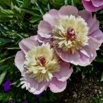 A Japanese type of peony