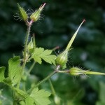 The developing seed capsule of the garden Geranium has a distinctive shape