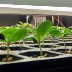 SeedlingsCapture1