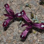 A purple variety of Iris reticulata