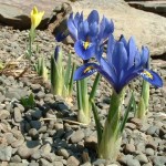 3 inch tall Dwarf Iris