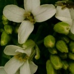 Garlic Mustard flower