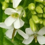 The flowering head of garlic cress, pictured here, shows the typical flower shape of members of the Mustard family