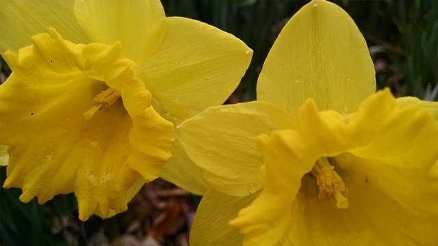 Daffodil vs. Narcissus - From Root To Shoot