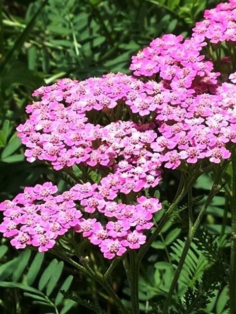 Yarrow - Catskills Wildflower or Garden Flower? - From Root To Shoot