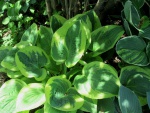 hostas_9.jpg
