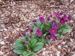 primroses_6.jpg